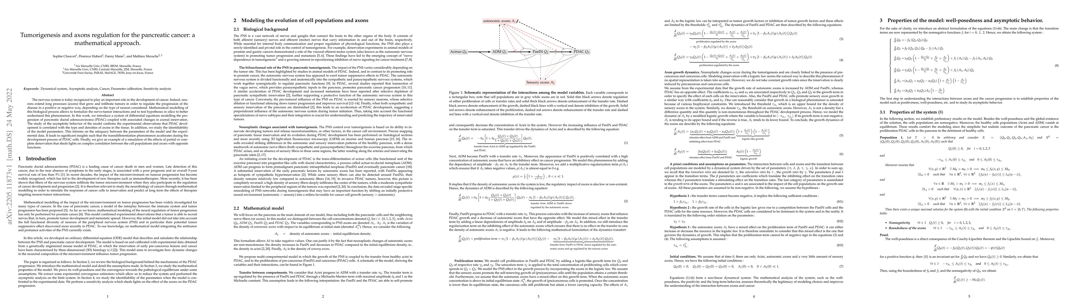 Thumbnail for Tumorigenesis and axons regulation for the pancreatic cancer: a
  mathematical approach