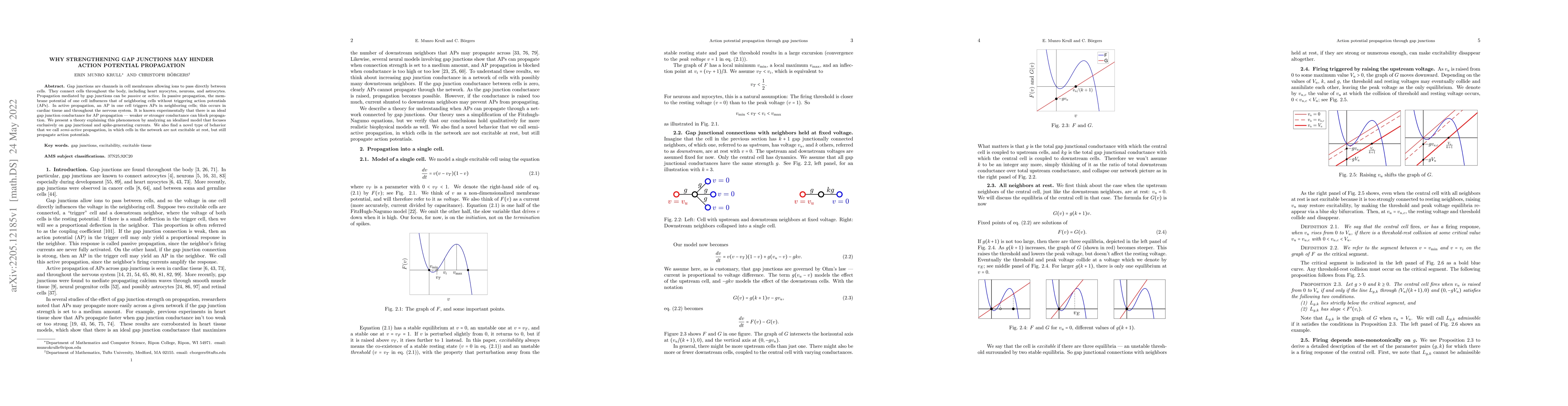 Thumbnail for Why strengthening gap junctions may hinder action potential propagation