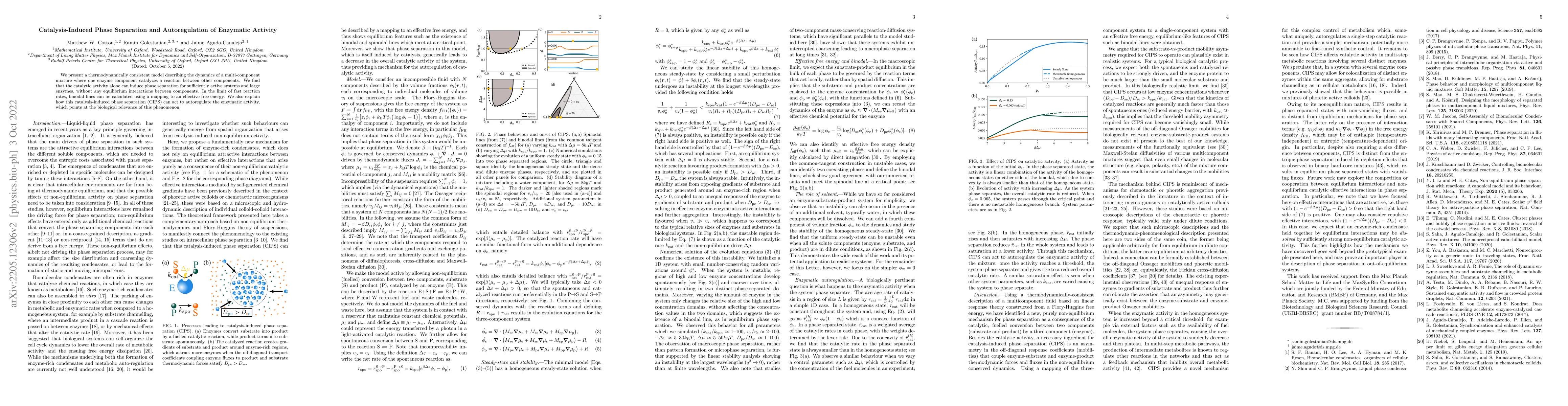 Thumbnail for Catalysis-Induced Phase Separation and Autoregulation of Enzymatic
  Activity