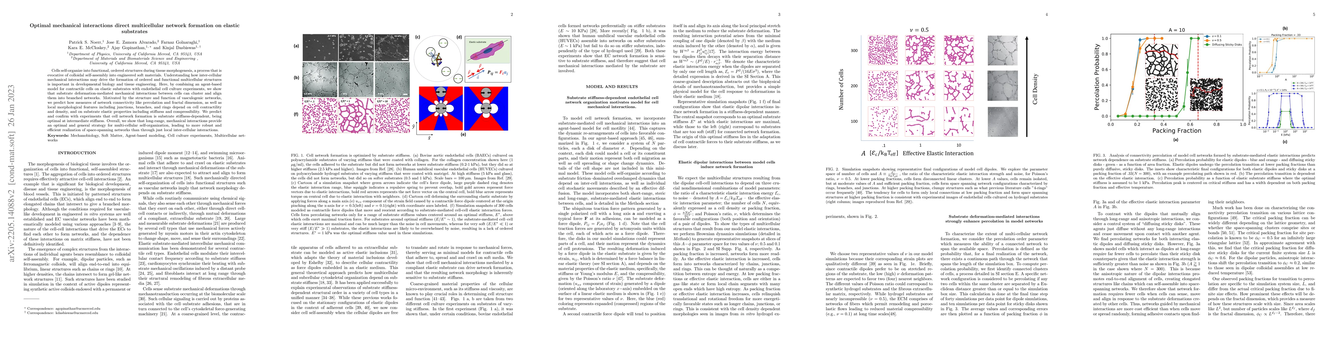 Thumbnail for Optimal mechanical interactions direct multicellular network formation
  on elastic substrates