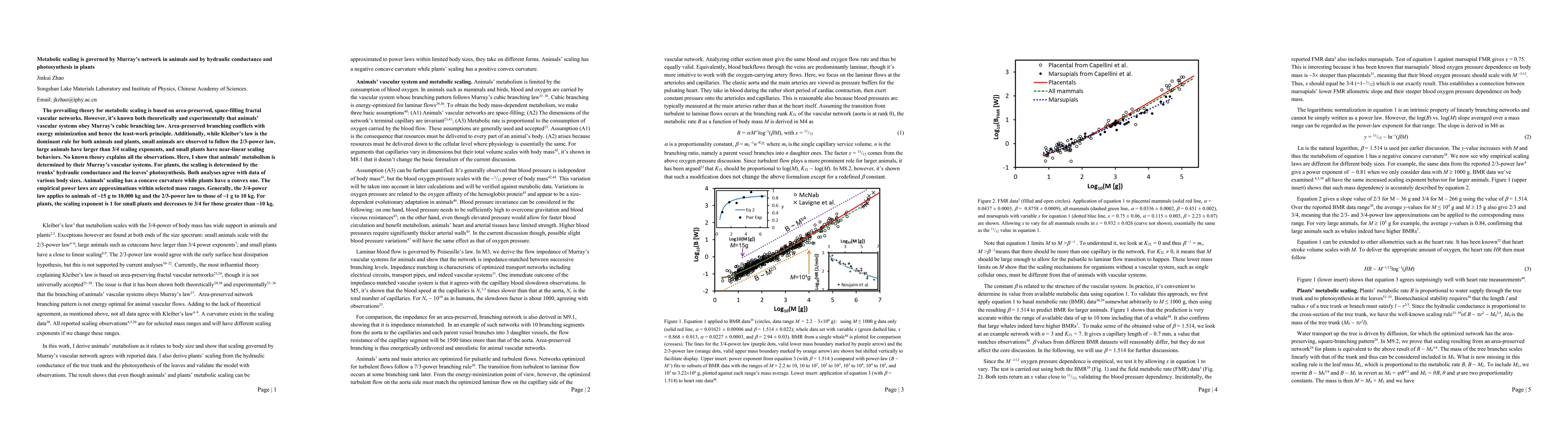 Thumbnail for Metabolic scaling is governed by Murray's network in animals and by
  hydraulic conductance and photosynthesis in plants