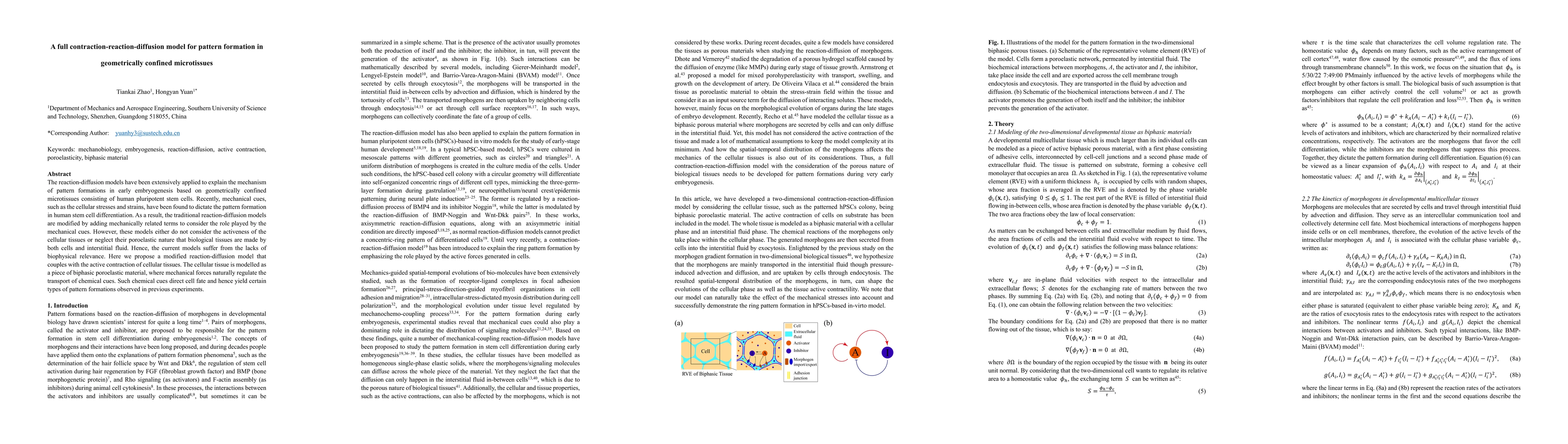 Thumbnail for A full contraction-reaction-diffusion model for pattern formation in
  geometrically confined microtissues