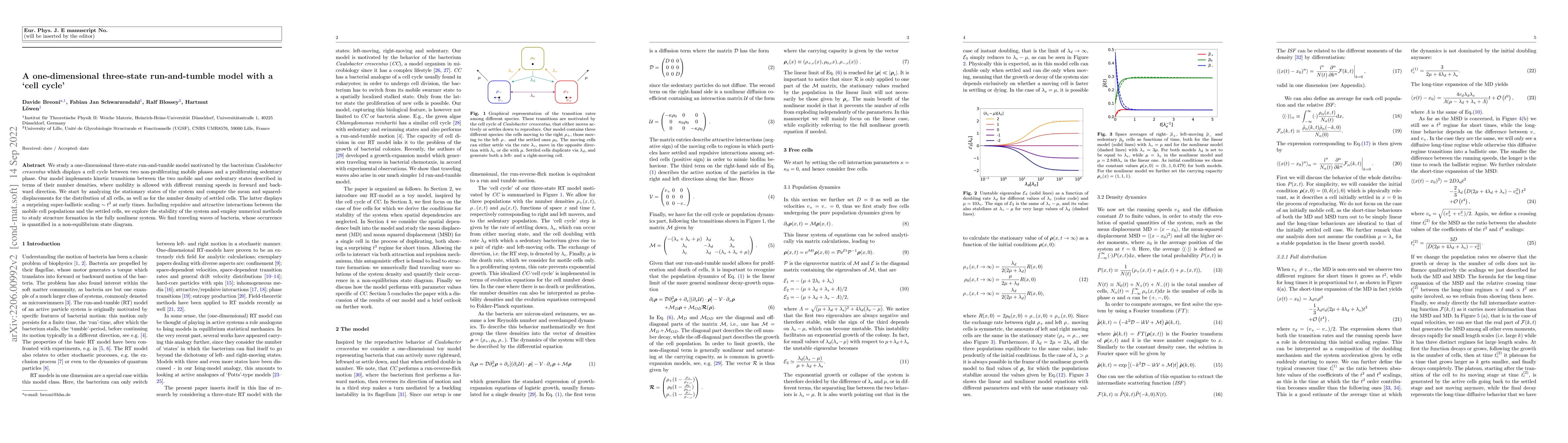 Thumbnail for A one-dimensional three-state run-and-tumble model with a `cell cycle'