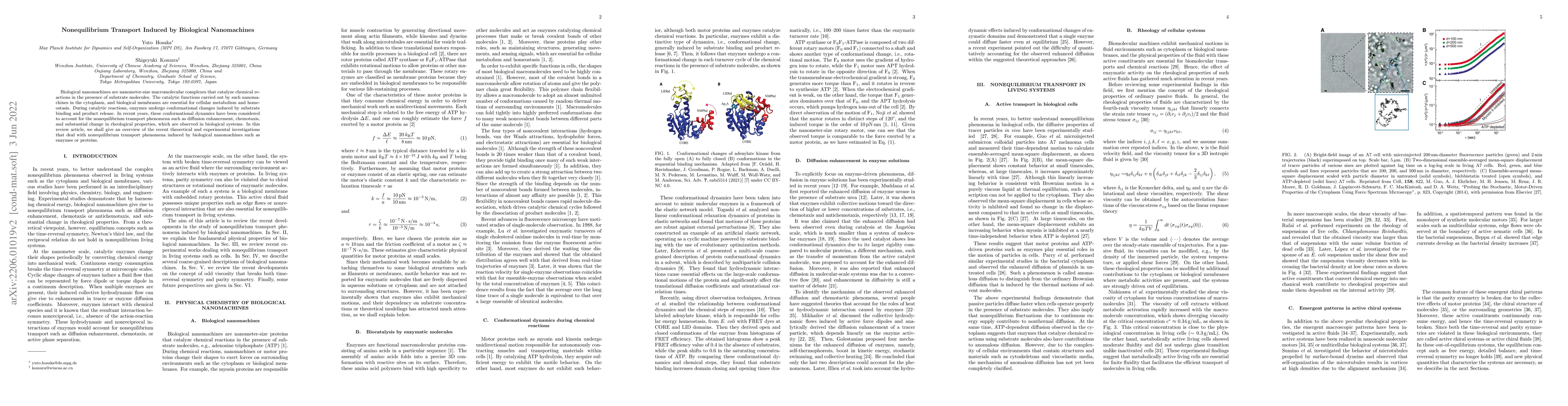 Thumbnail for Nonequilibrium Transport Induced by Biological Nanomachines