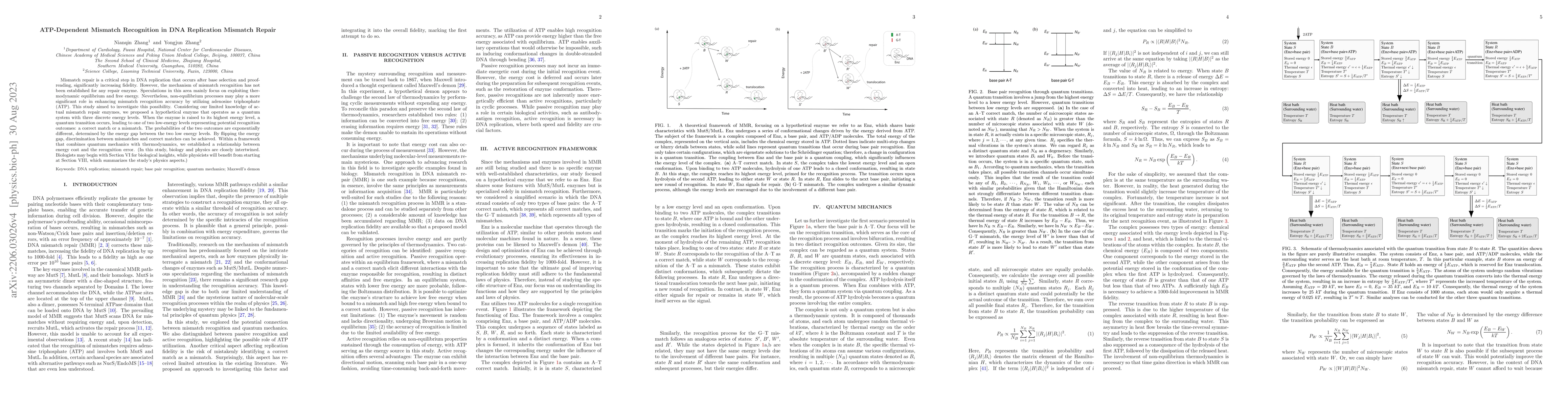 Thumbnail for ATP-Dependent Mismatch Recognition in DNA Replication Mismatch Repair
