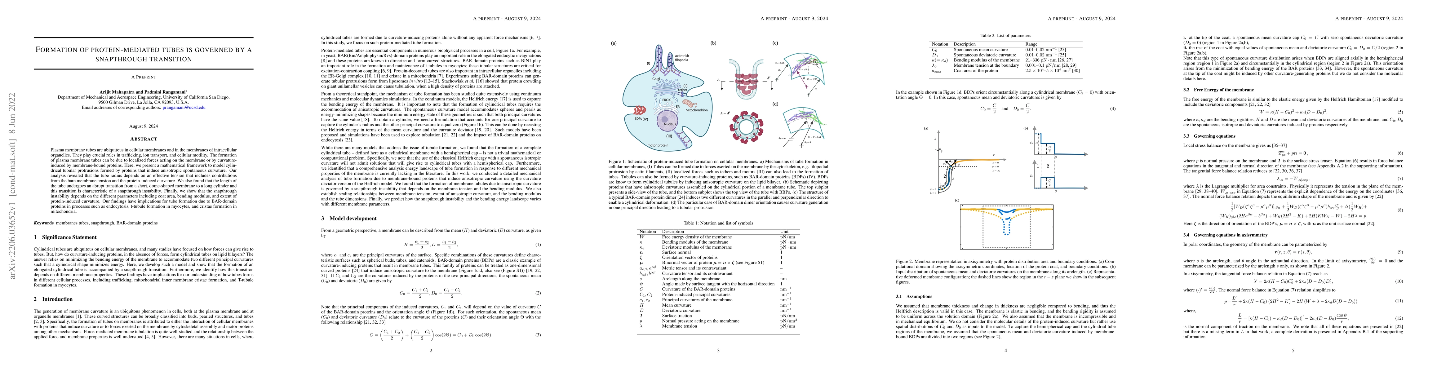 Thumbnail for Formation of protein-mediated tubes is governed by a snapthrough
  transition