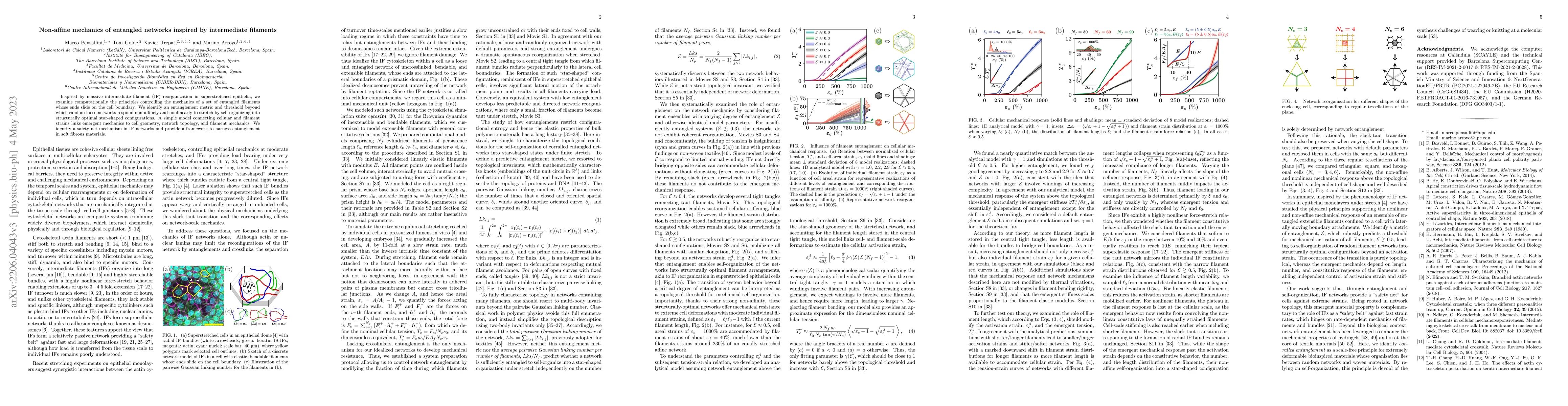 Thumbnail for Non-affine mechanics of entangled networks inspired by intermediate
  filaments