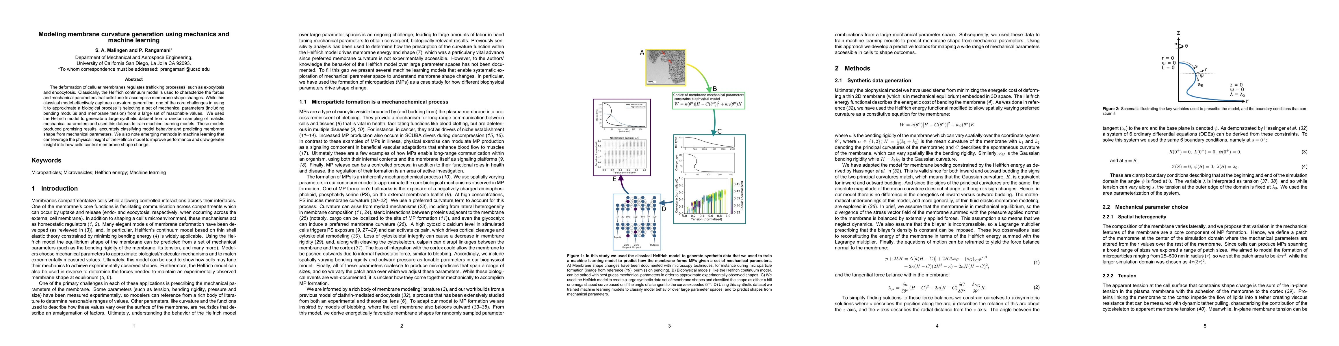 Thumbnail for Modeling membrane curvature generation using mechanics and machine
  learning