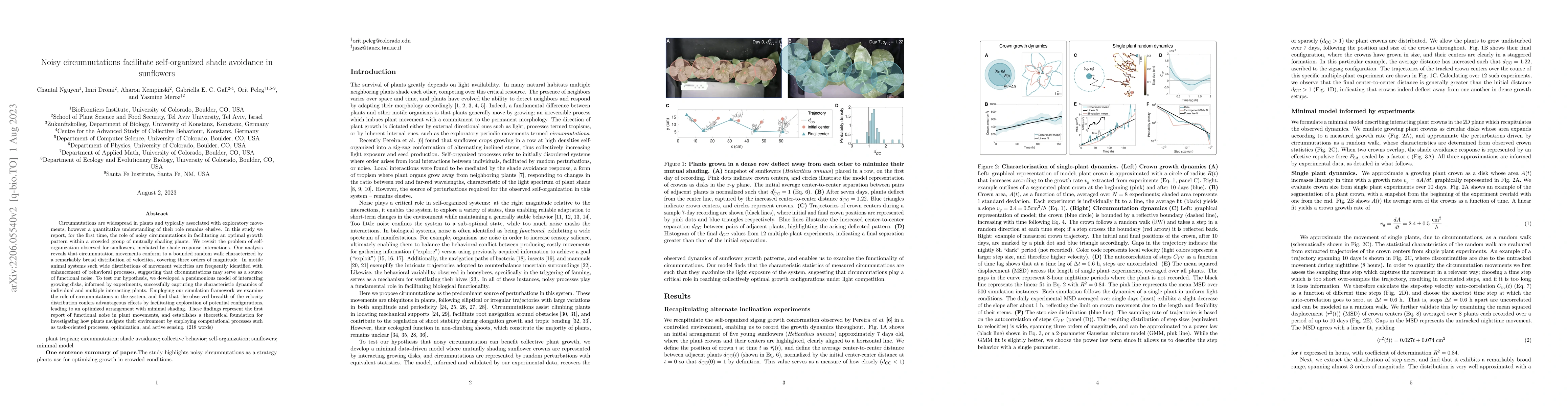 Thumbnail for Noisy circumnutations facilitate self-organized shade avoidance in
  sunflowers
