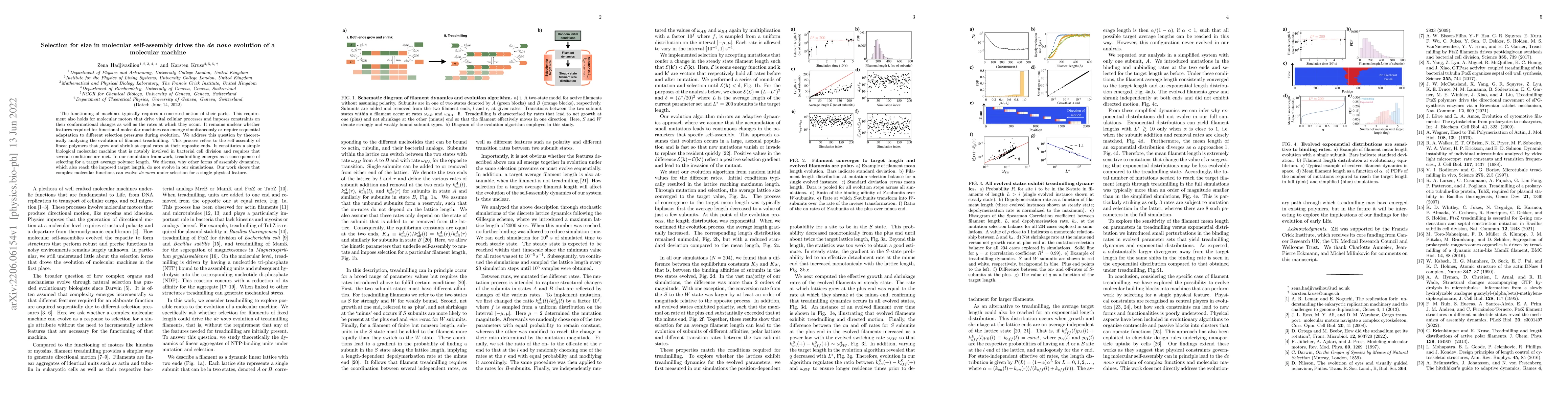 Thumbnail for Selection for size in molecular self-assembly drives the de novo
  evolution of a molecular machine