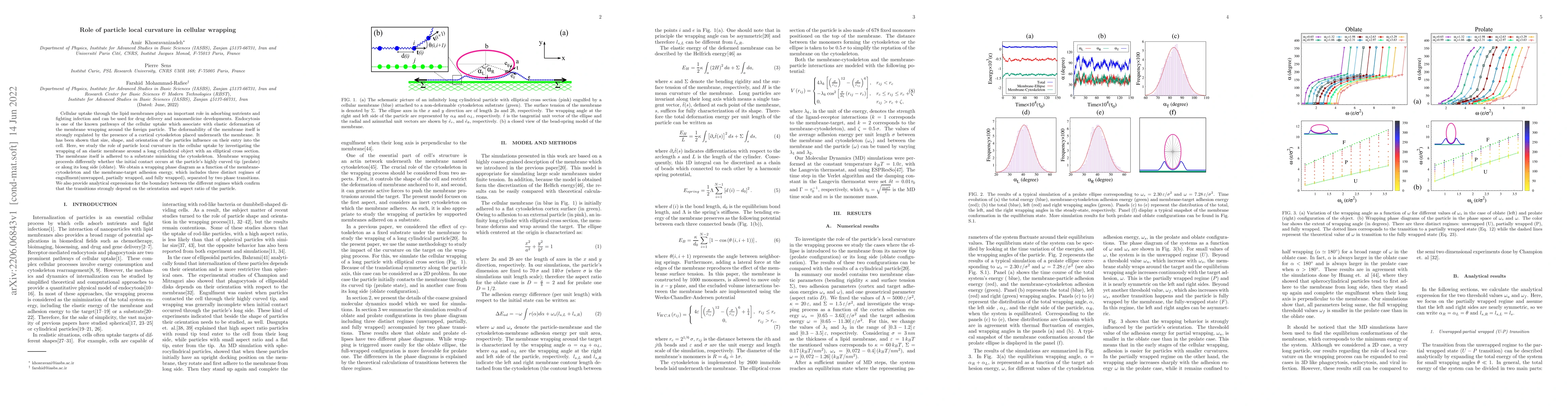 Thumbnail for Role of particle local curvature in cellular wrapping