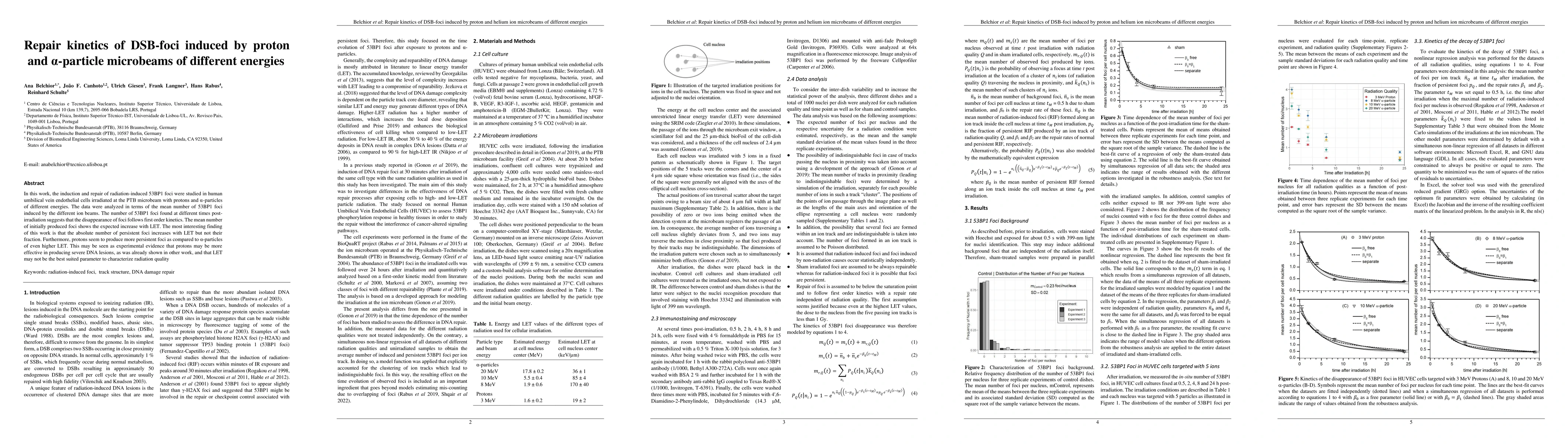 Thumbnail for Repair kinetics of DSB-foci induced by proton and helium ion microbeams
  of different energies