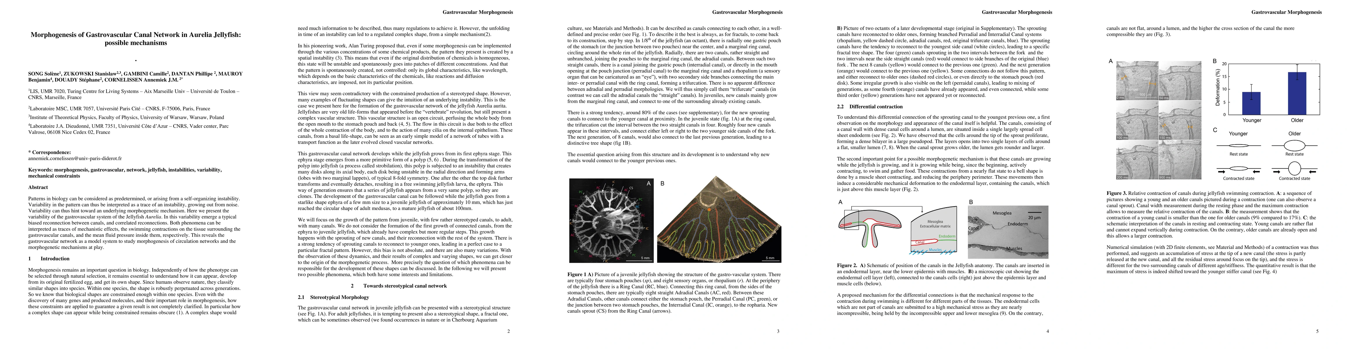 Thumbnail for Morphogenesis of Gastrovascular Canal Network in Aurelia Jellyfish:
  possible mechanisms