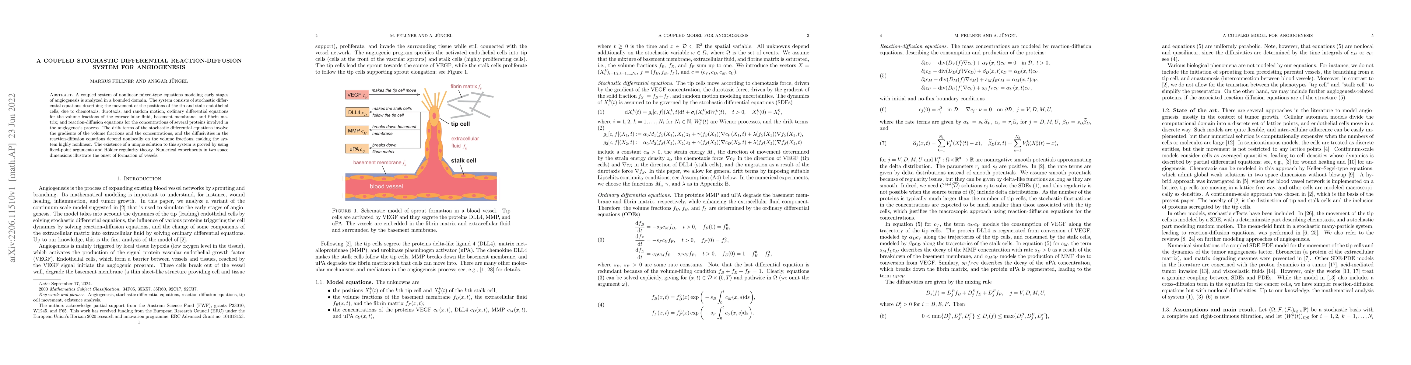 Thumbnail for A coupled stochastic differential reaction-diffusion system for
  angiogenesis