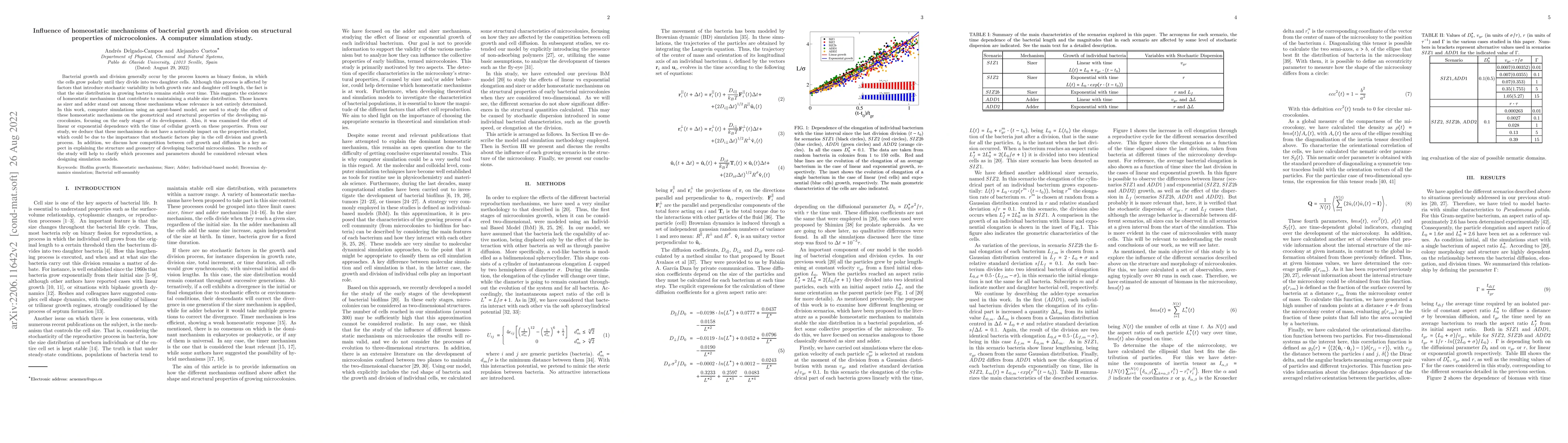 Thumbnail for Influence of homeostatic mechanisms of bacterial growth and division on
  structural properties of biofilms. A computer simulation study