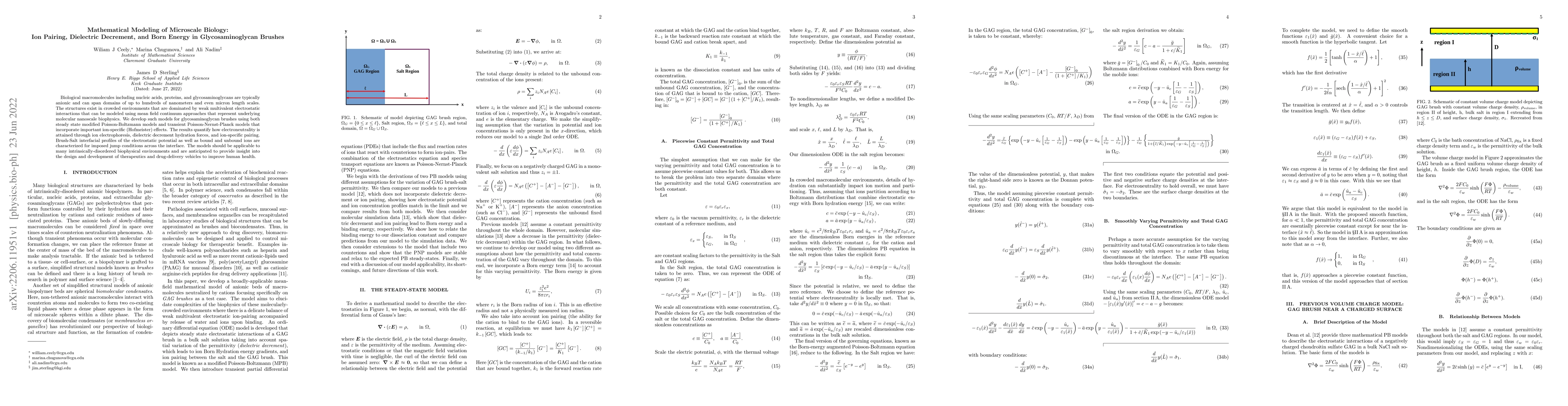 Thumbnail for Mathematical Modeling of Microscale Biology: Ion Pairing, Dielectric
  Decrement, and Born Energy in Glycosaminoglycan Brushes