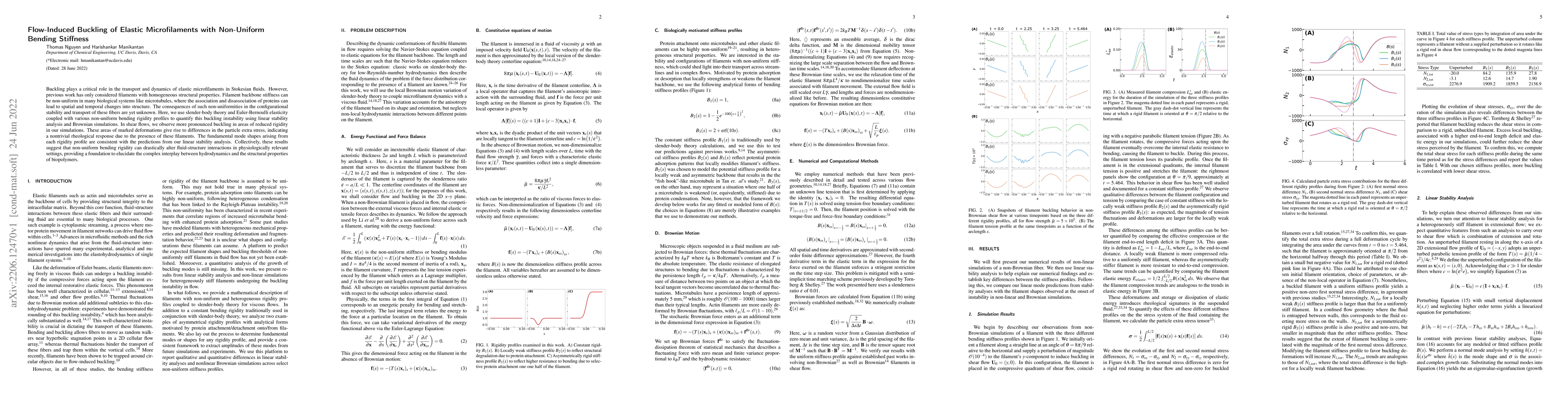 Thumbnail for Flow-Induced Buckling of Elastic Microfilaments with Non-Uniform Bending
  Stiffness