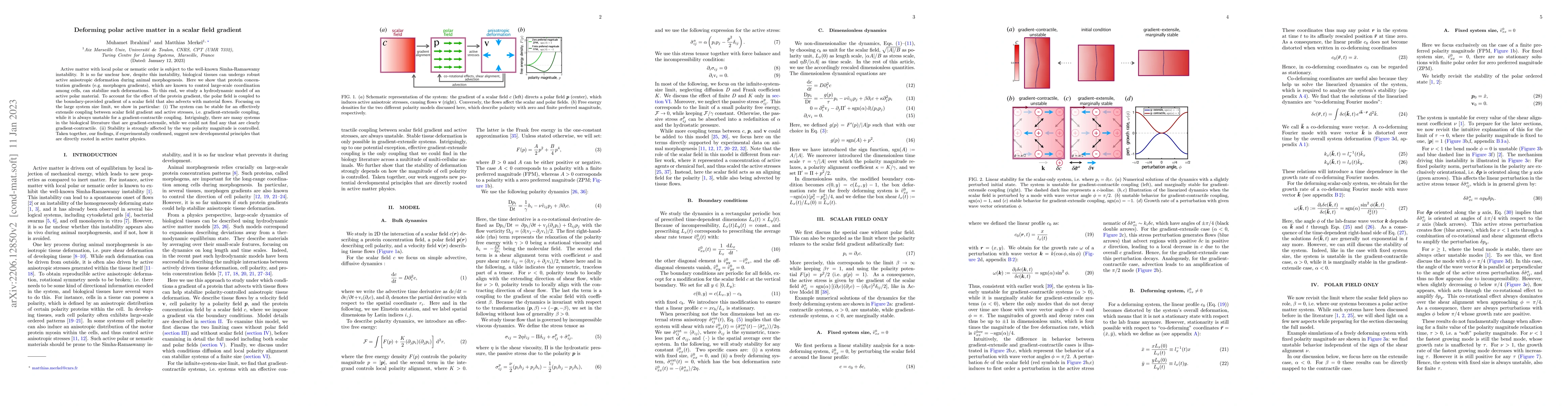 Thumbnail for Deforming polar active matter in a scalar field gradient