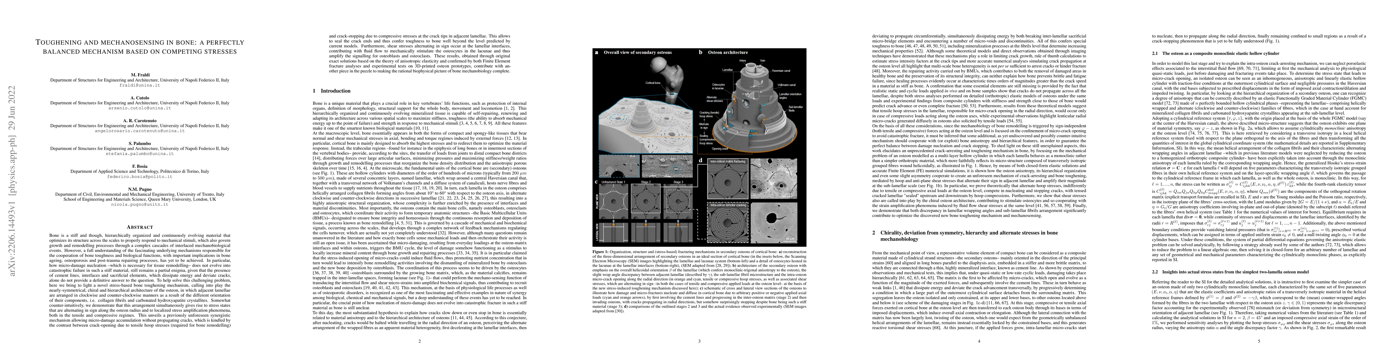 Thumbnail for Toughening and mechanosensing in bone: a perfectly balanced mechanism
  based on competing stresses