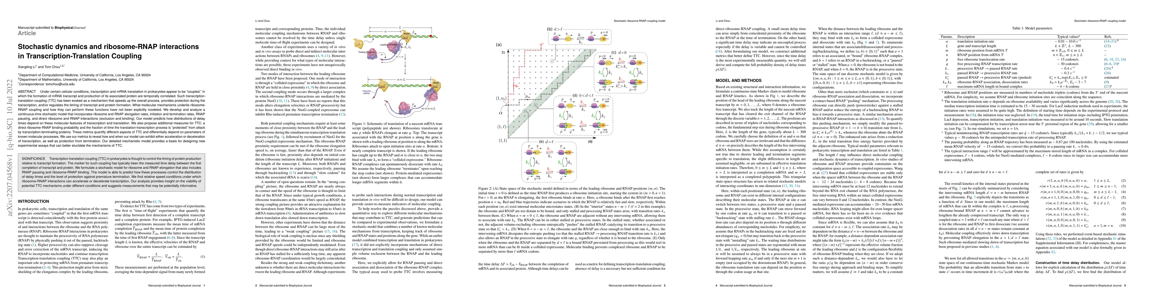 Thumbnail for Stochastic dynamics and ribosome-RNAP interactions in
  Transcription-Translation Coupling
