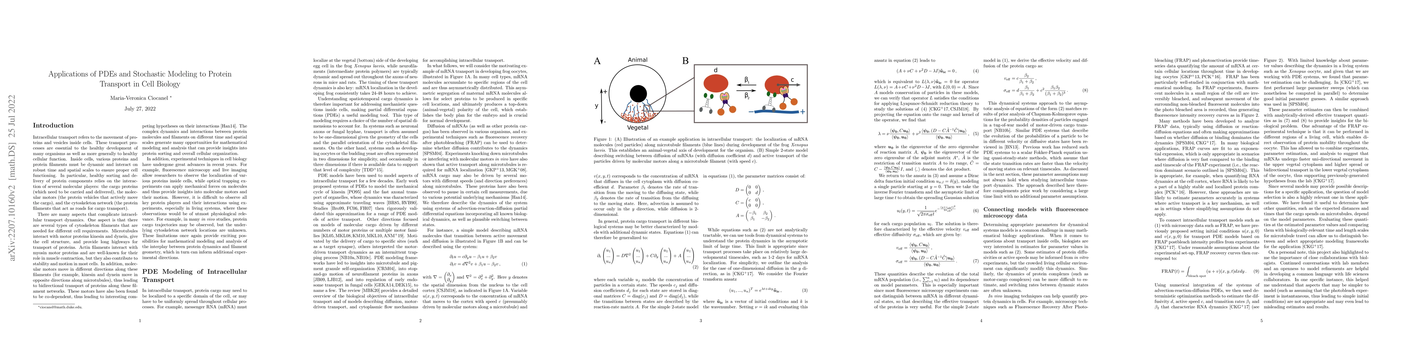 Thumbnail for Applications of PDEs and Stochastic Modeling to Protein Transport in
  Cell Biology