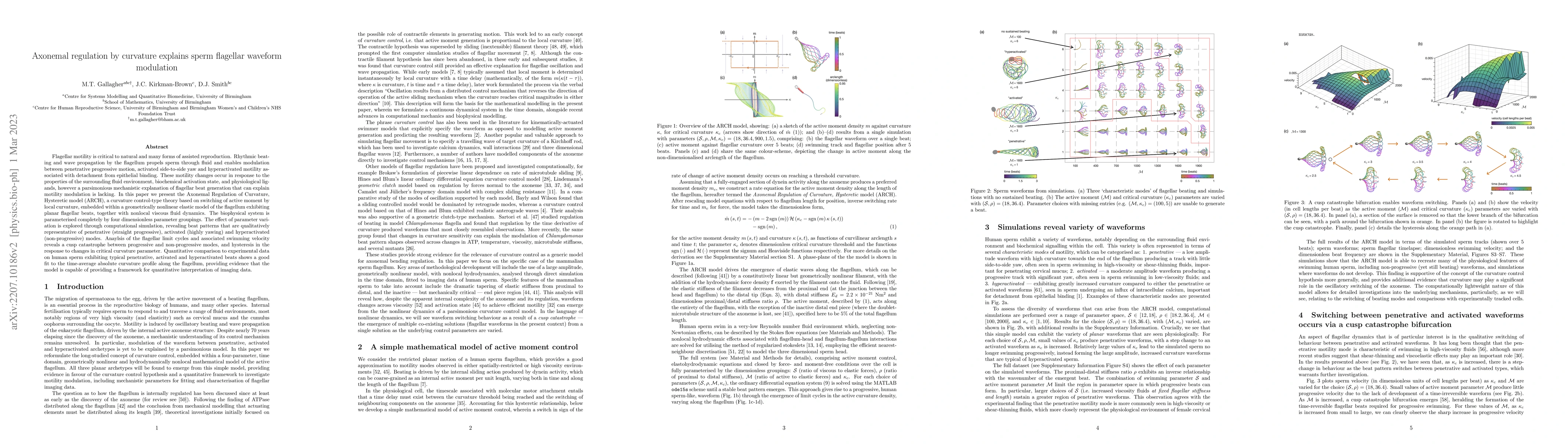 Thumbnail for Axonemal regulation by curvature explains sperm flagellar waveform
  modulation