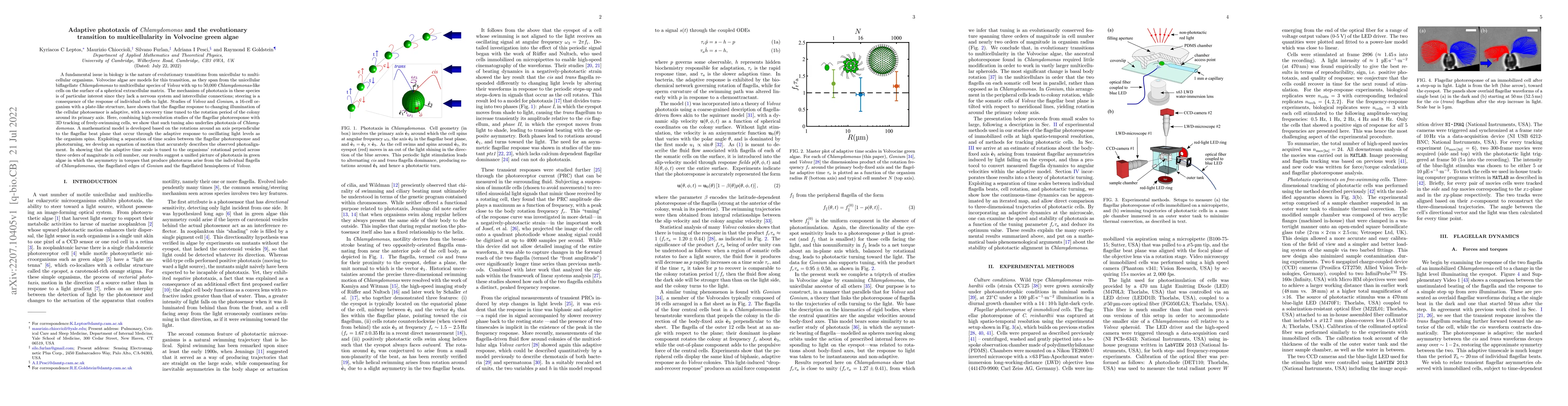 Thumbnail for Adaptive phototaxis of Chlamydomonas and the evolutionary transition to
  multicellularity in Volvocine green algae