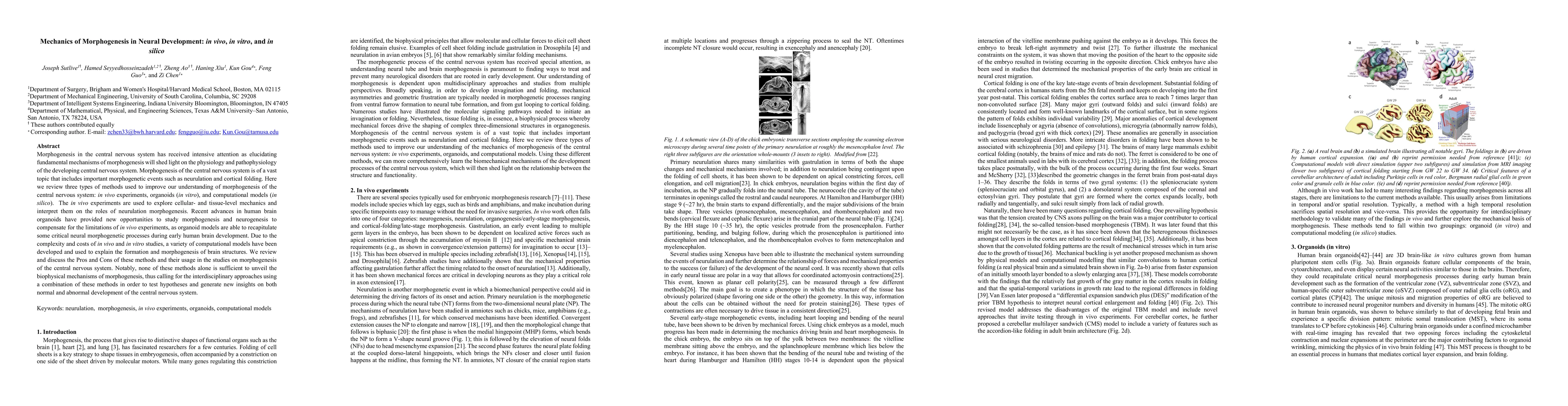 Thumbnail for Mechanics of Morphogenesis in Neural Development: in vivo, in vitro, and
  in silico