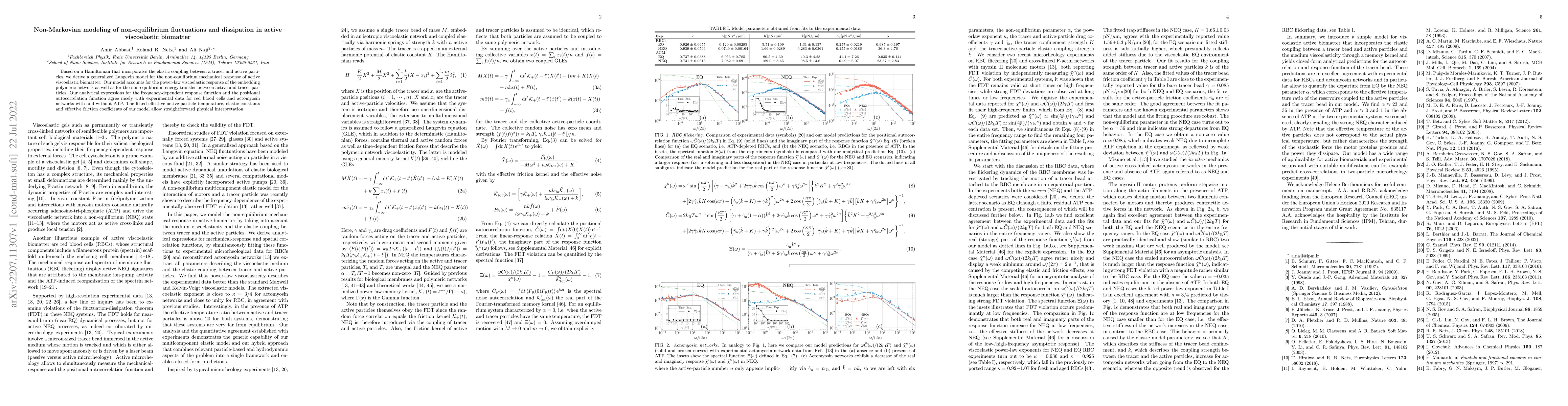 Thumbnail for Non-Markovian modeling of non-equilibrium fluctuations and dissipation
  in active viscoelastic biomatter