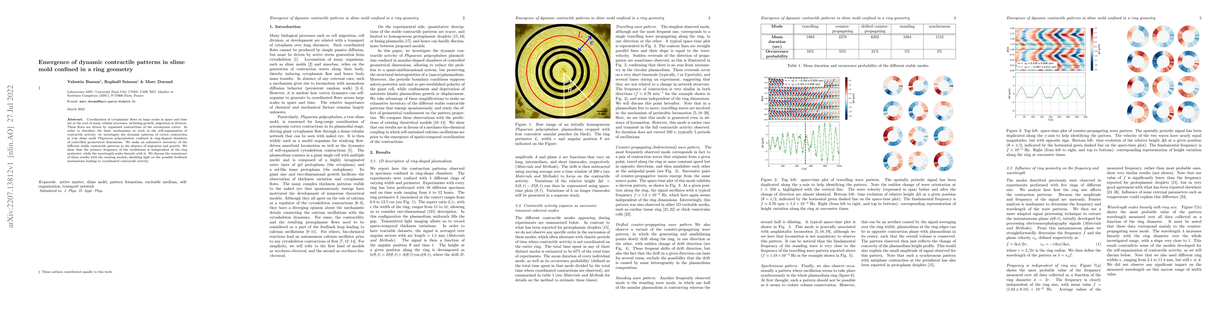 Thumbnail for Emergence of dynamic contractile patterns in slime mold confined in a
  ring geometry