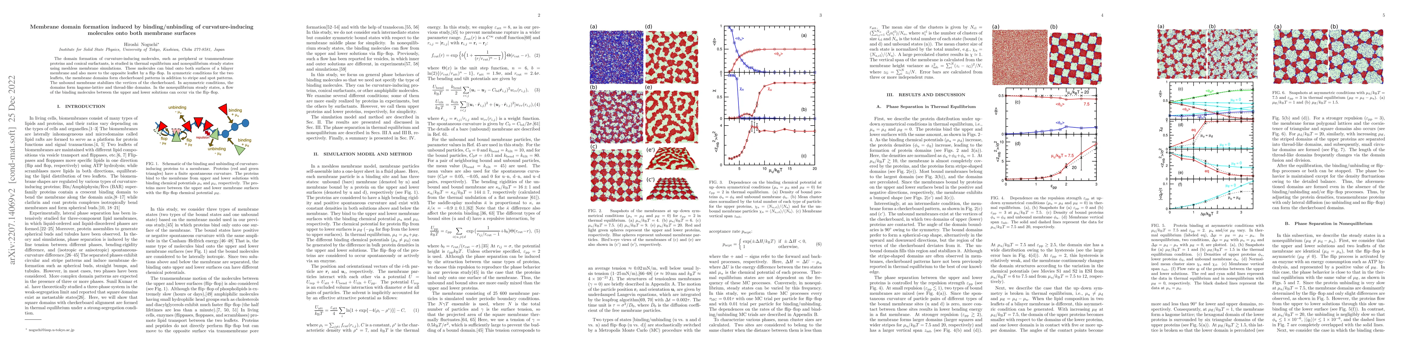 Thumbnail for Membrane domain formation induced by binding/unbinding of
  curvature-inducing molecules onto both membrane surfaces