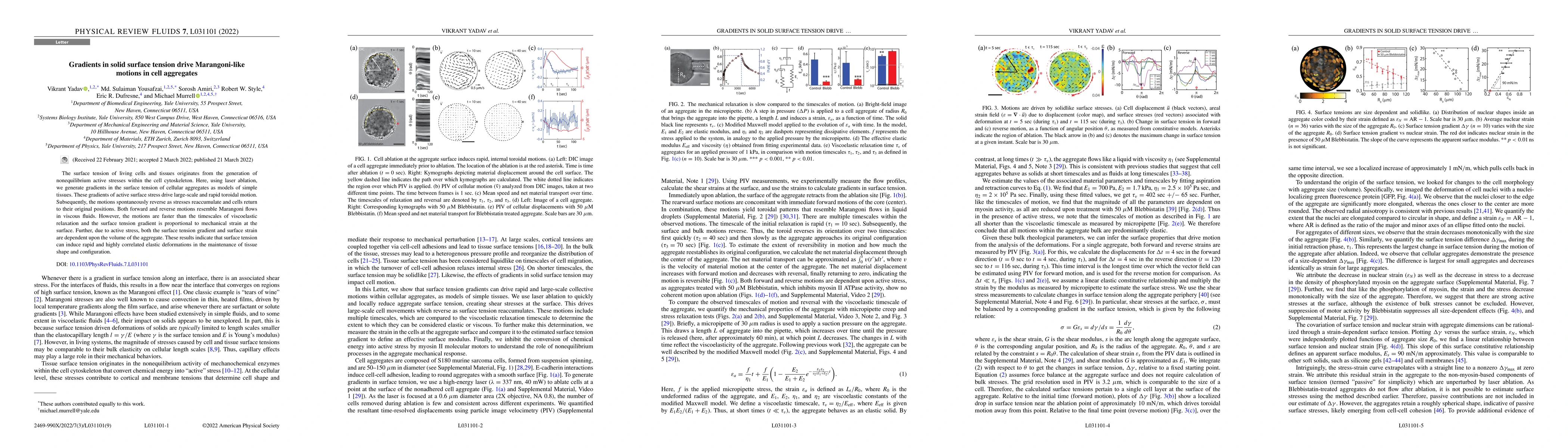 Thumbnail for Gradients in solid surface tension drive Marangoni-like motions in cell
  aggregates