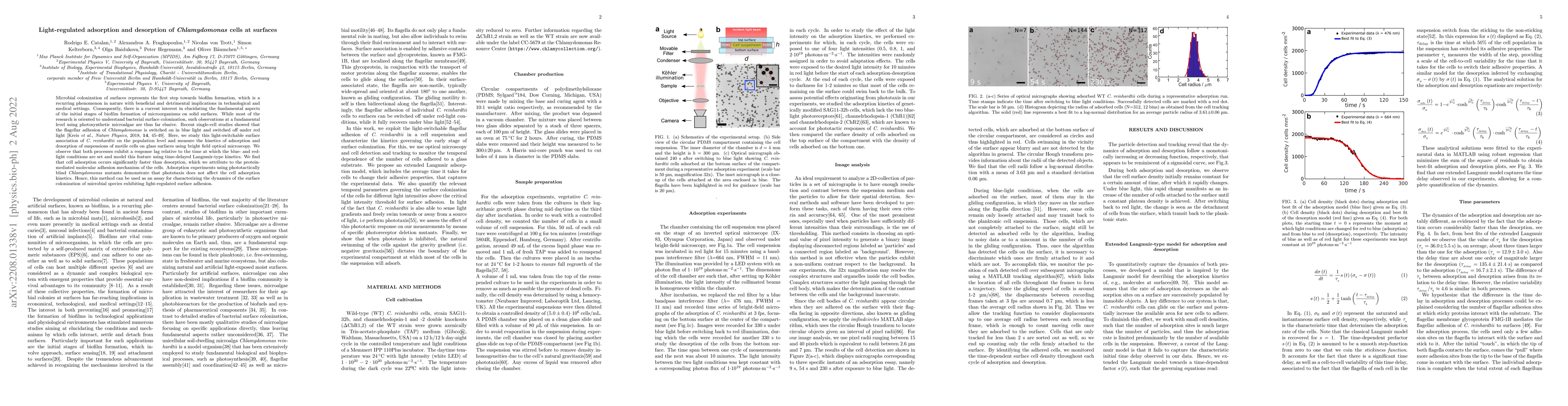 Thumbnail for Light-regulated adsorption and desorption of Chlamydomonas cells at
  surfaces