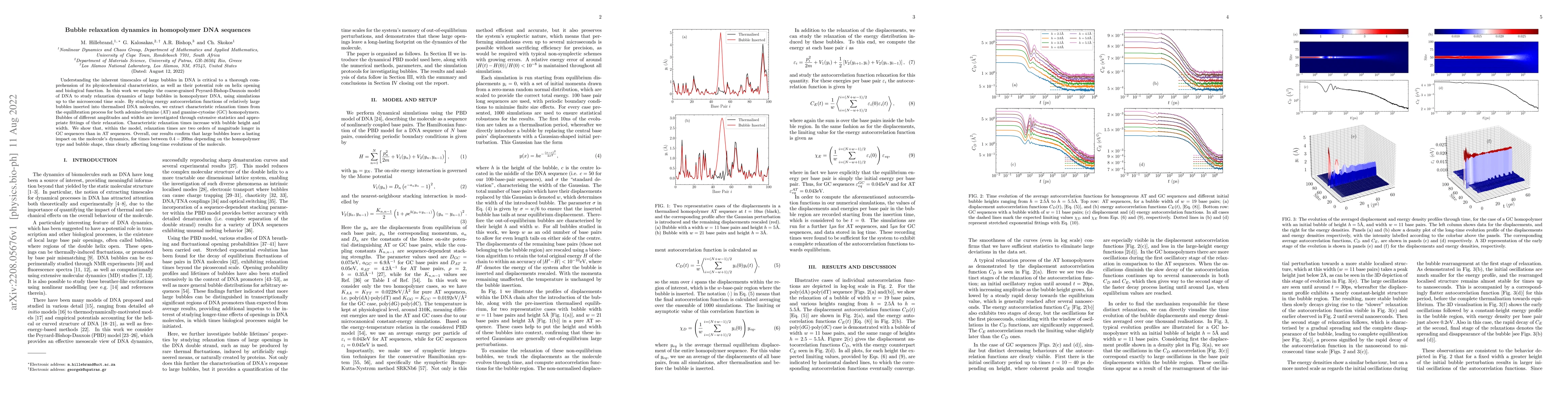 Thumbnail for Bubble relaxation dynamics in homopolymer DNA sequences