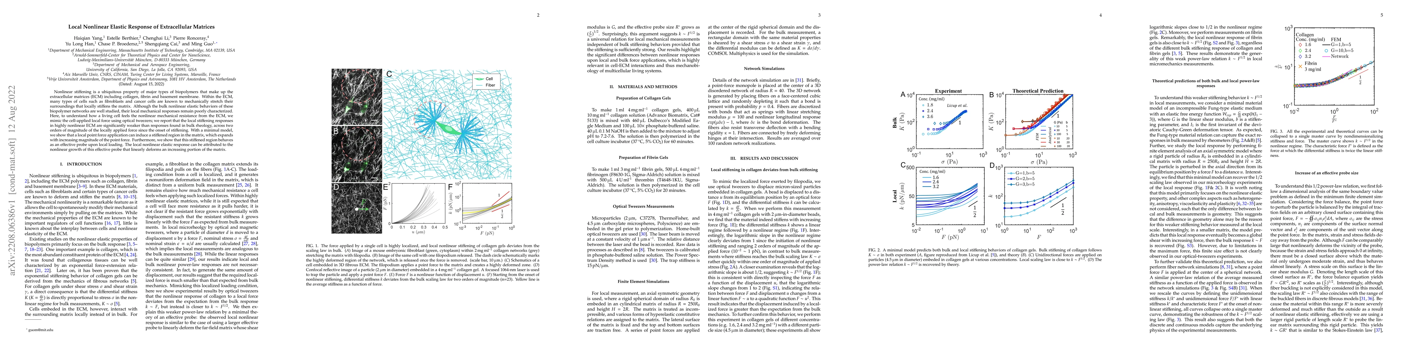 Thumbnail for Local Nonlinear Elastic Response of Extracellular Matrices