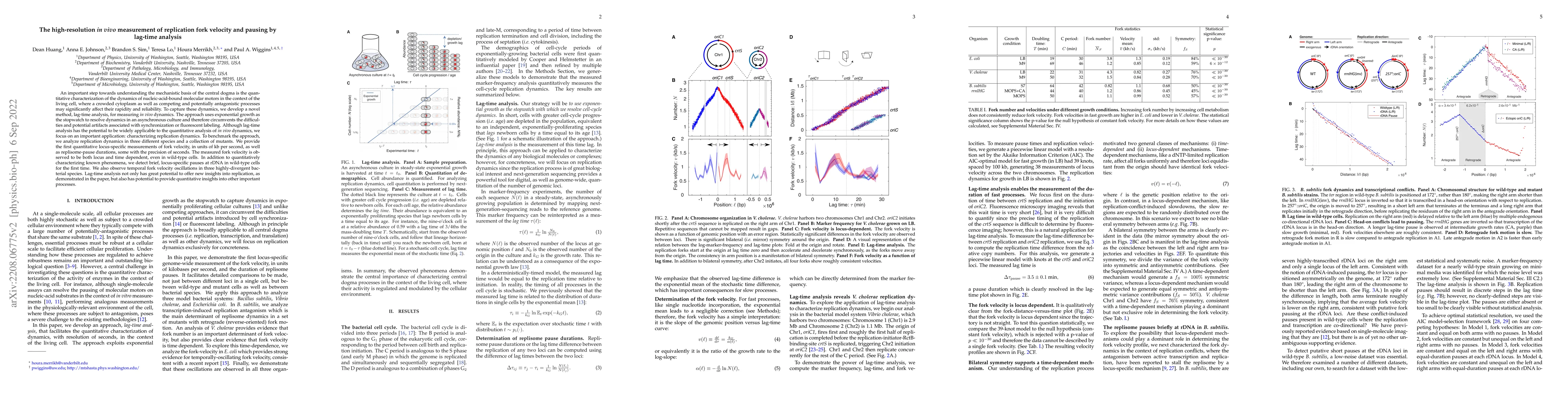 Thumbnail for The high-resolution in vivo measurement of replication fork velocity and
  pausing by lag-time analysis