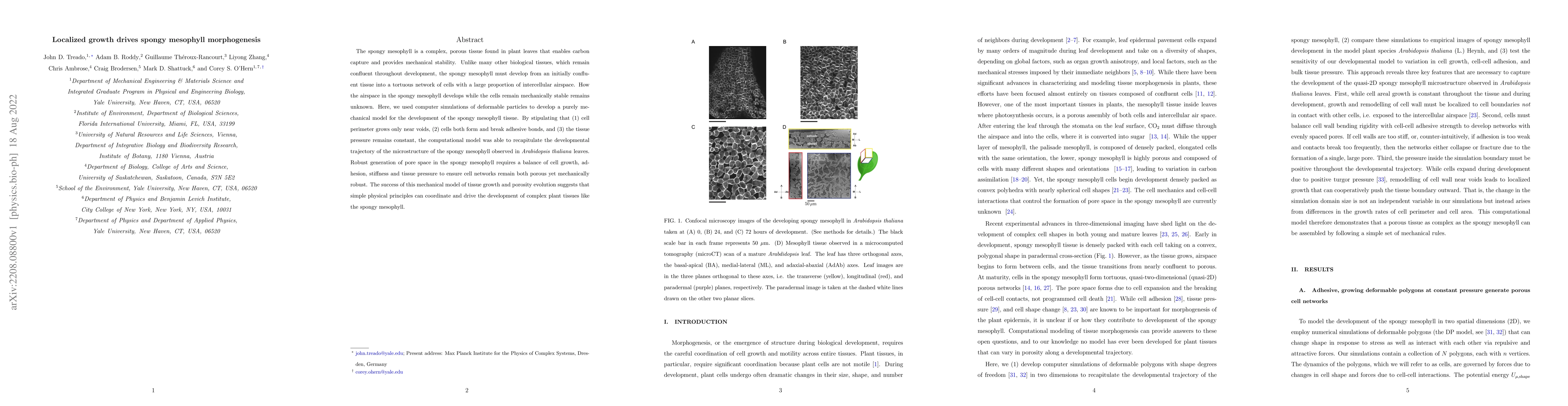 Thumbnail for Localized growth drives spongy mesophyll morphogenesis