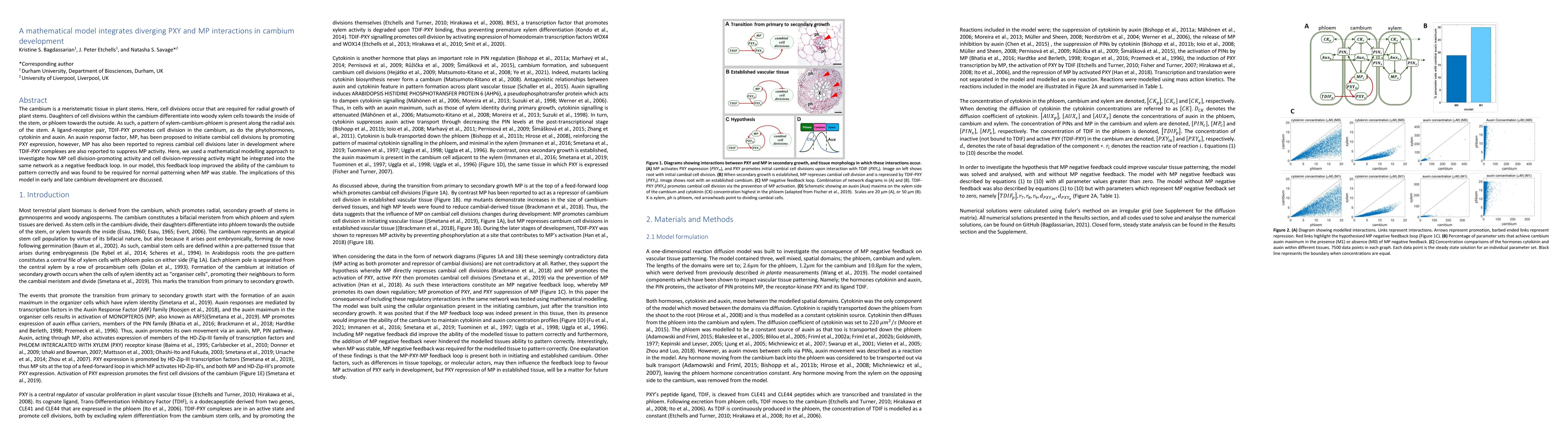 Thumbnail for A mathematical model integrates diverging PXY and MP interactions in
  cambium development