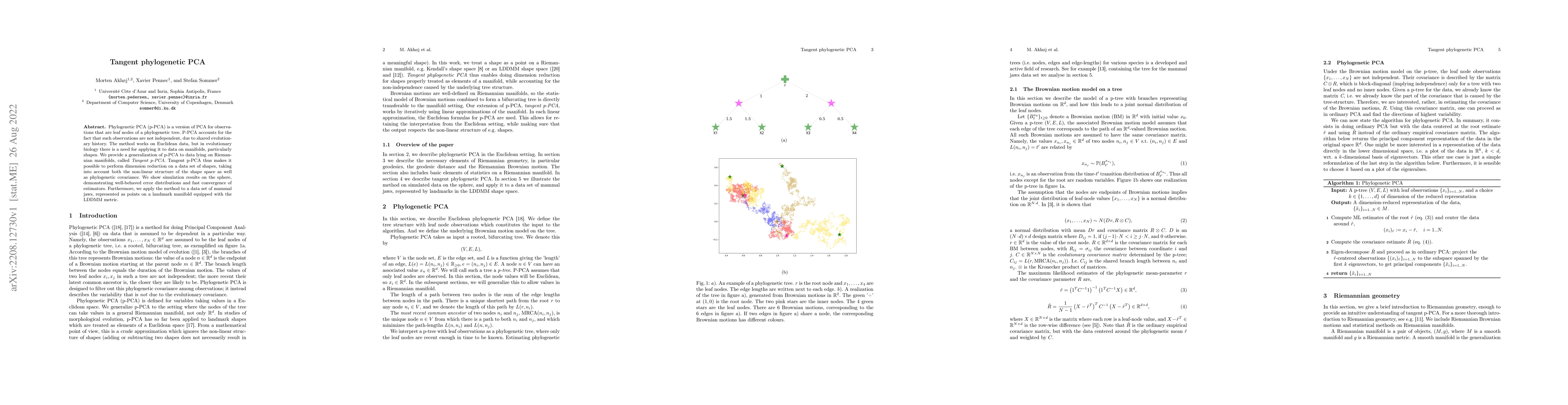 Thumbnail for Tangent phylogenetic PCA