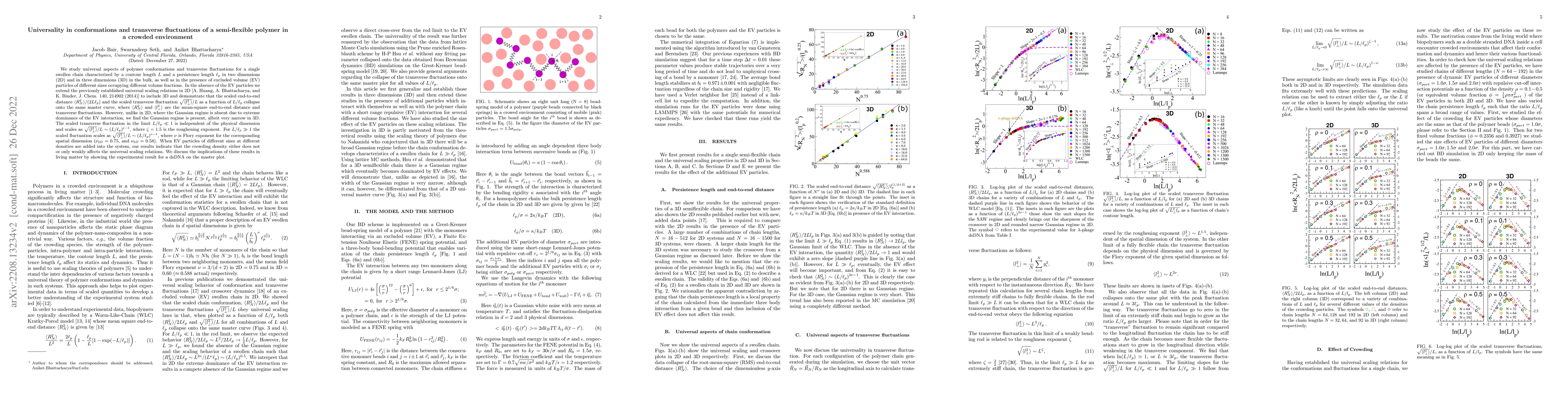 Thumbnail for Universality in conformations and transverse fluctuations of a
  semi-flexible polymer in a crowded environment
