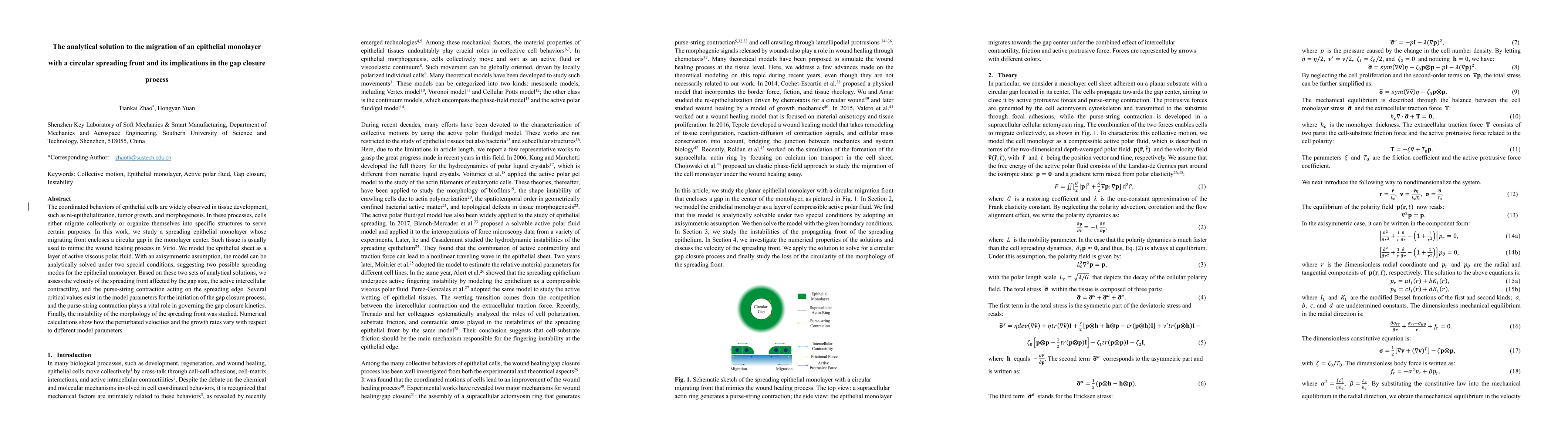 Thumbnail for The analytical solution to the migration of an epithelial monolayer with
  a circular spreading front and its implications in the gap closure process