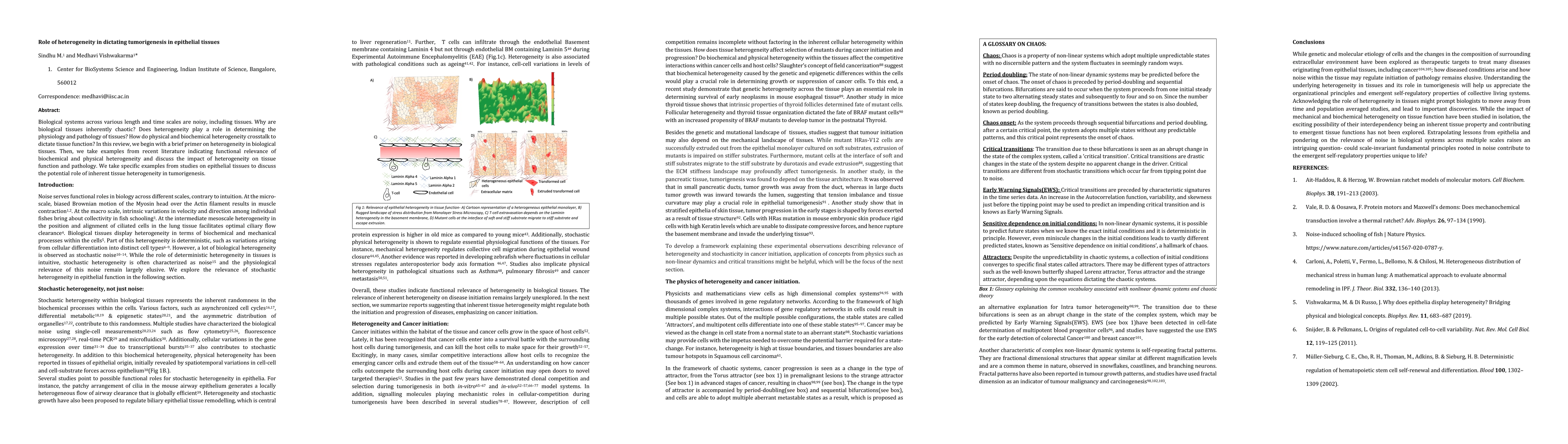 Thumbnail for Role of heterogeneity in dictating tumorigenesis in epithelial tissues