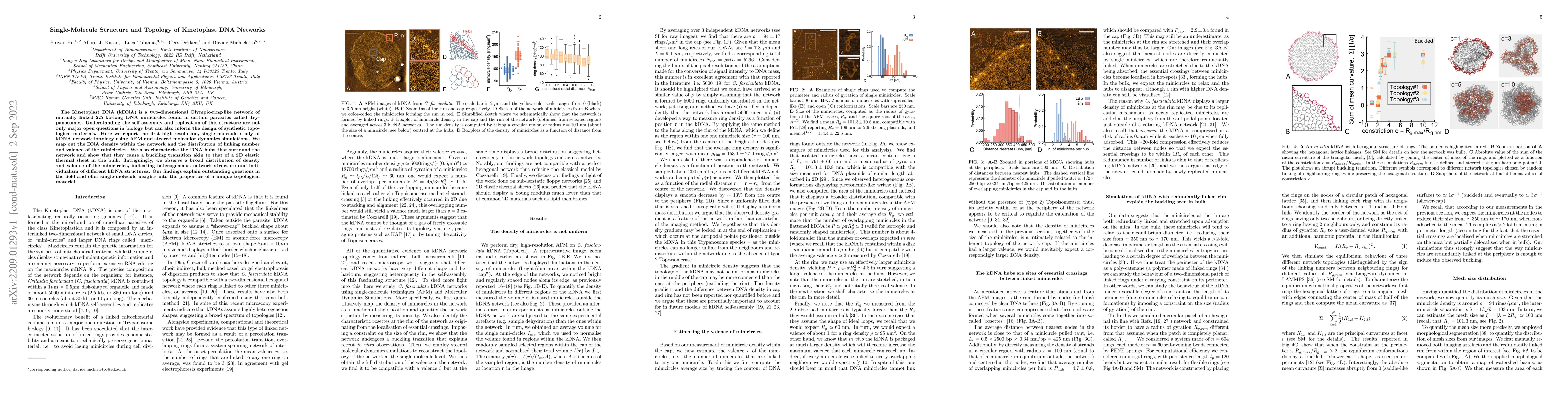 Thumbnail for Single-Molecule Structure and Topology of Kinetoplast DNA Networks