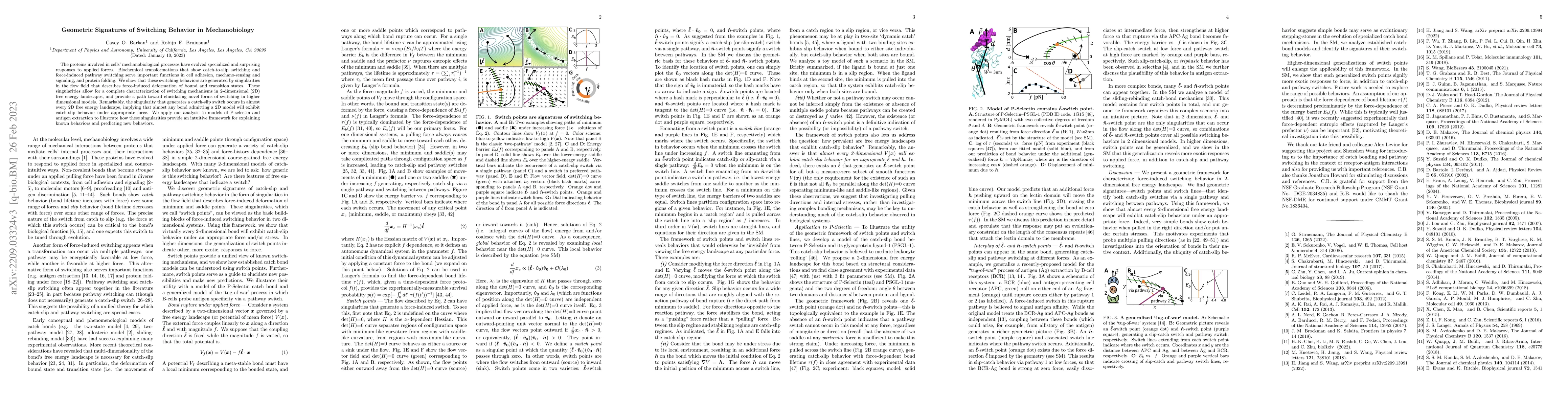 Thumbnail for Geometric Signatures of Switching Behavior in Mechanobiology