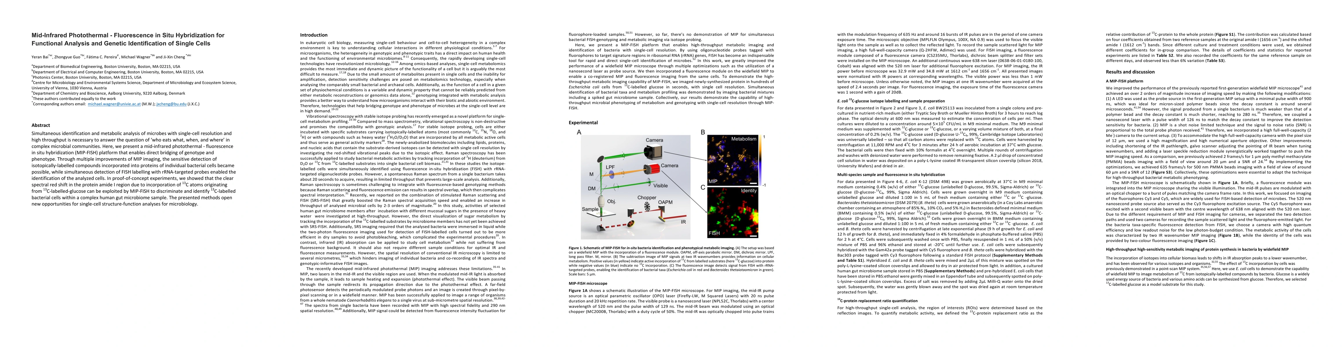 Thumbnail for Mid-Infrared Photothermal-Fluorescence in Situ Hybridization for
  Functional Analysis and Genetic Identification of Single Cells