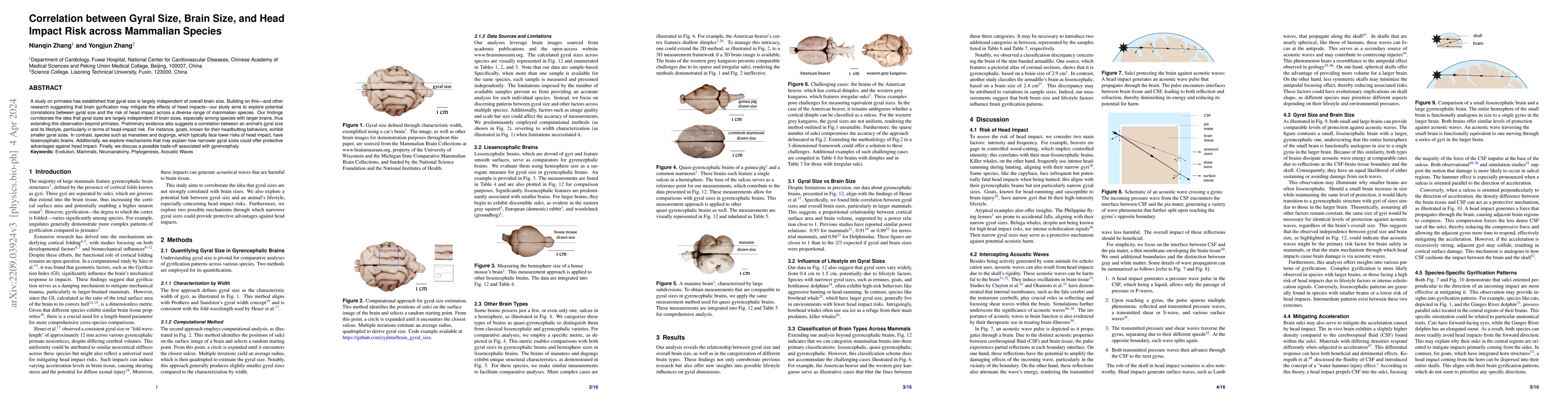 Thumbnail for Correlation between Gyral Size, Brain Size, and Head Impact Risk across
  Mammalian Species