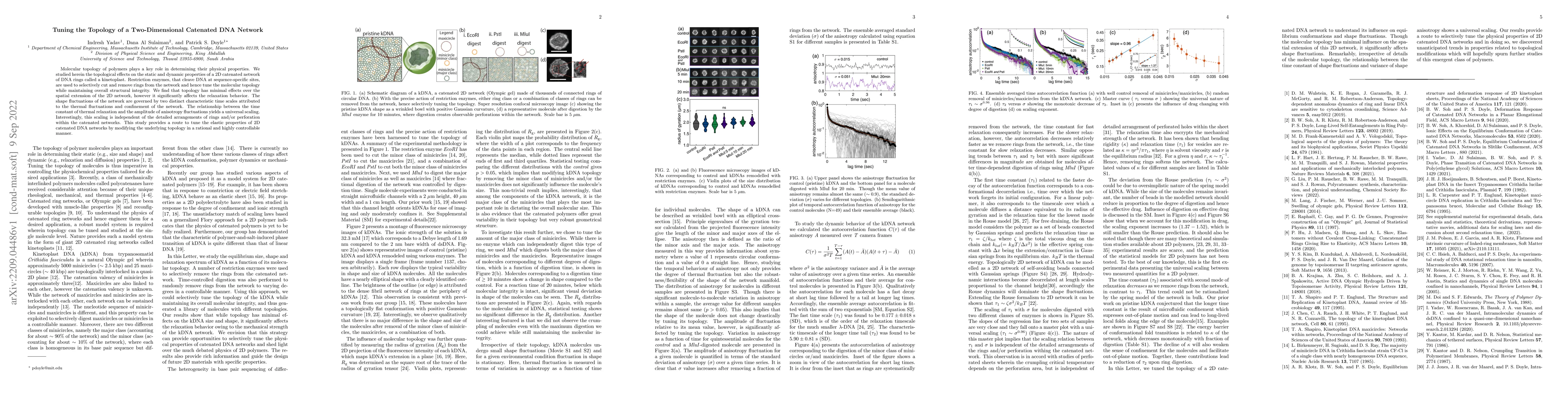 Thumbnail for Tuning the Topology of a Two-Dimensional Catenated DNA Network