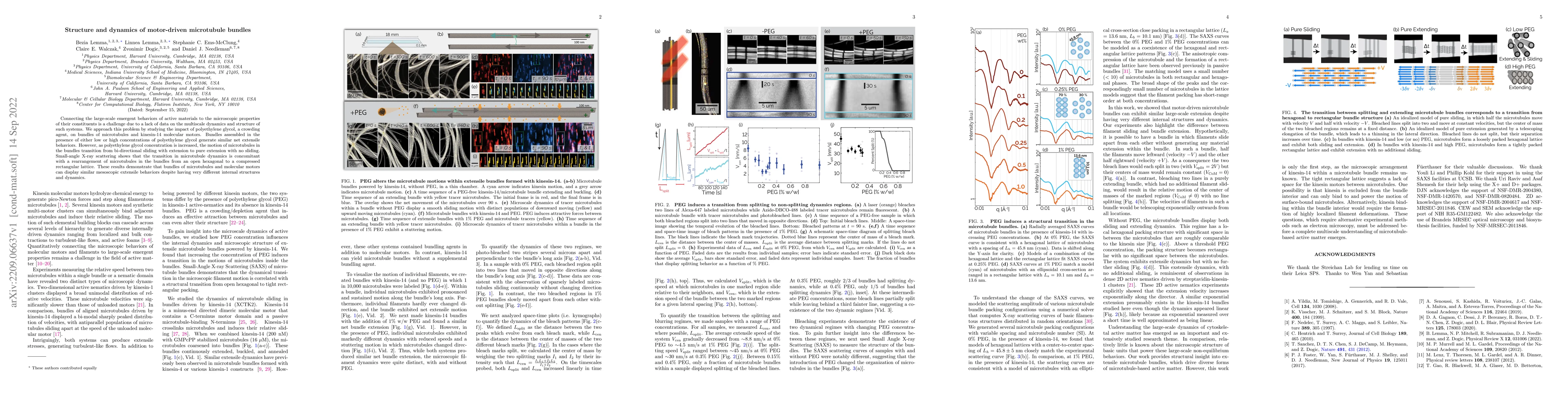 Thumbnail for Structure and dynamics of motor-driven microtubule bundles