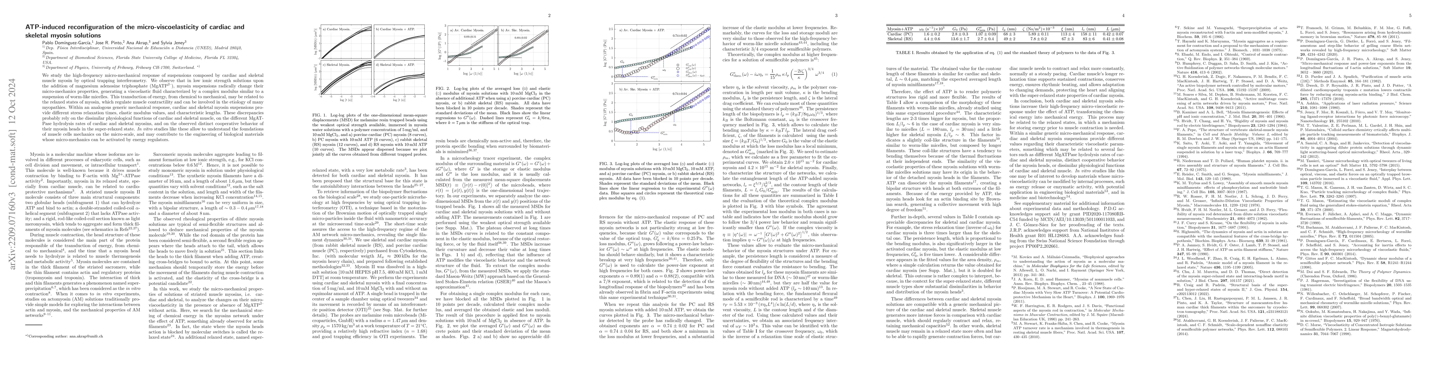 Thumbnail for Energy transduction reconfigures the micro-viscoelasticity of striated
  muscle myosin solutions