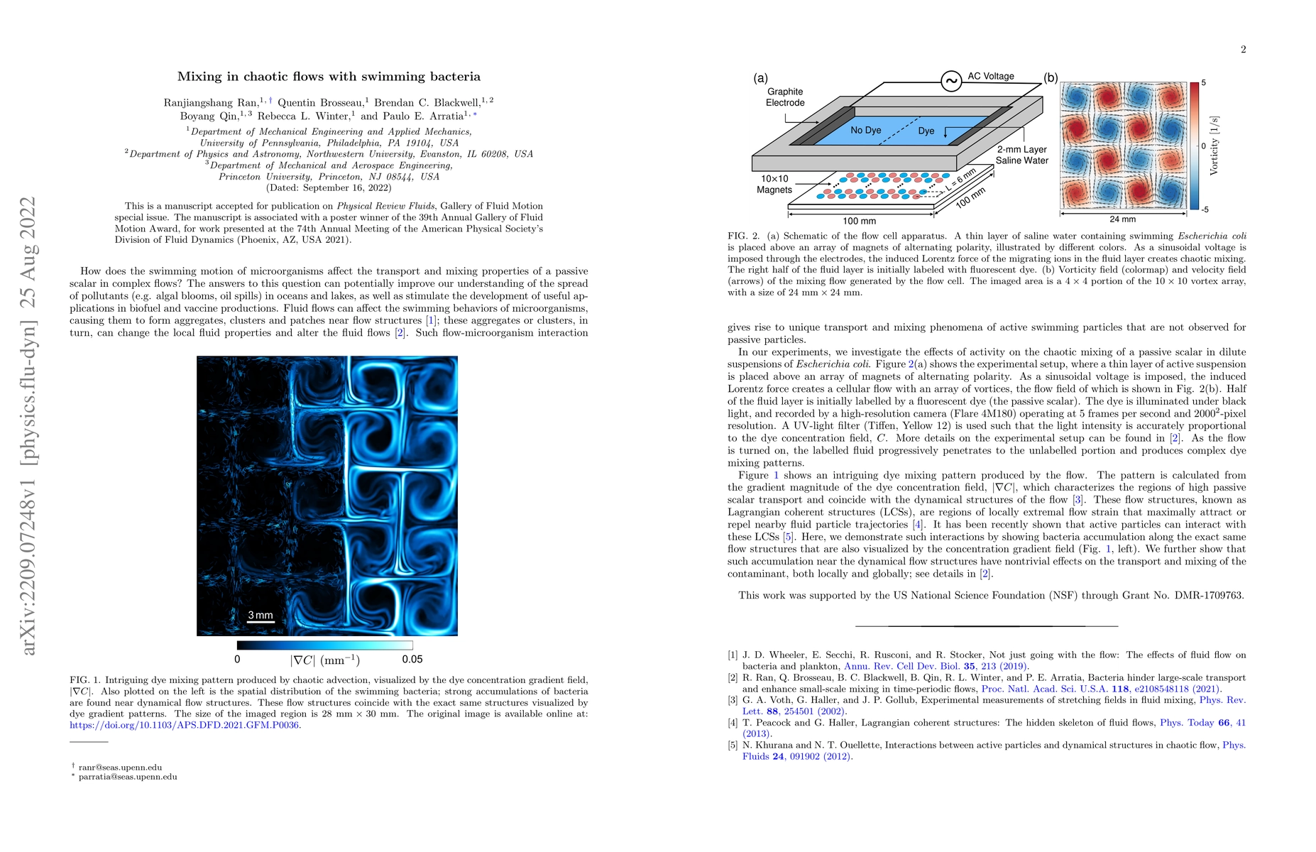 Thumbnail for Mixing in chaotic flows with swimming bacteria